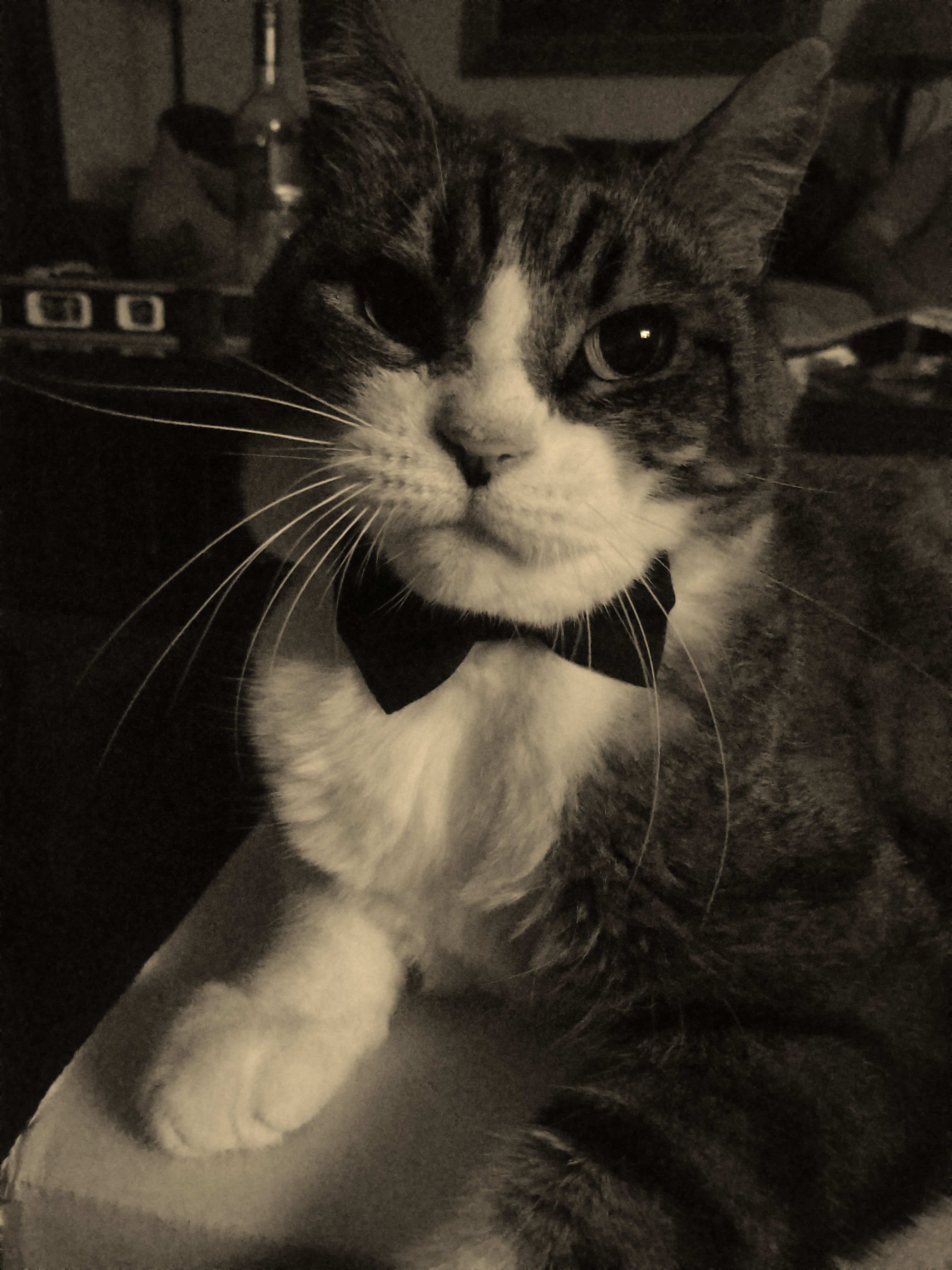 Wedding celebration moment